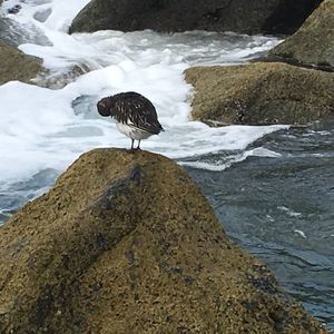 Meet your Posher, Artour